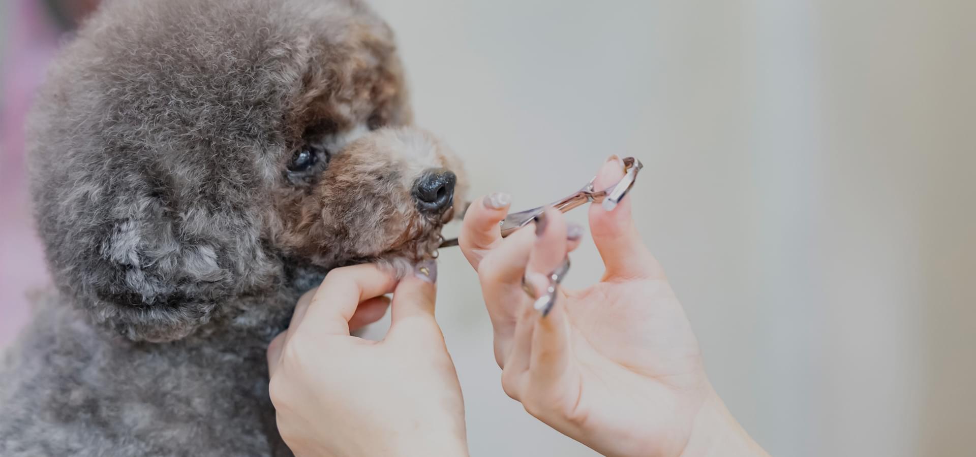 JEWELRY DOG