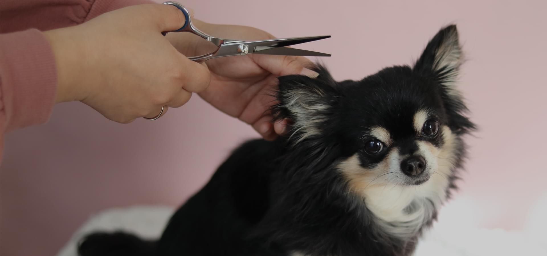 JEWELRY DOG