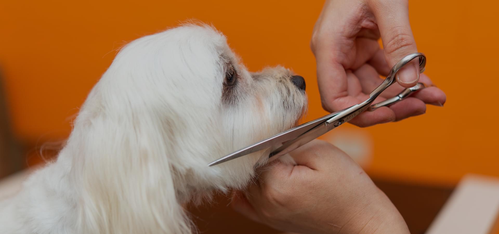 JEWELRY DOG